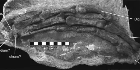 The articulated, almost-complete hand of Hagryphus giganteus.