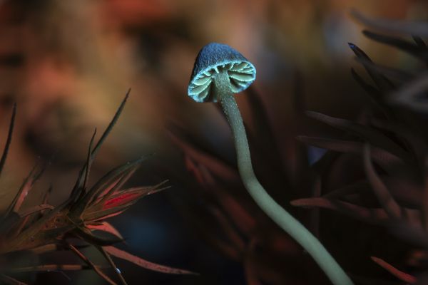 Mushroom and Moss in UV thumbnail