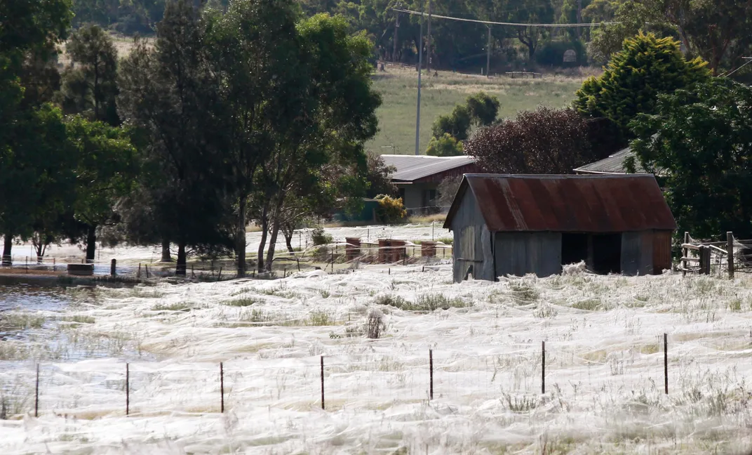 Angel hair spiders