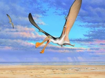 Reconstruction of an Australian pterosaur