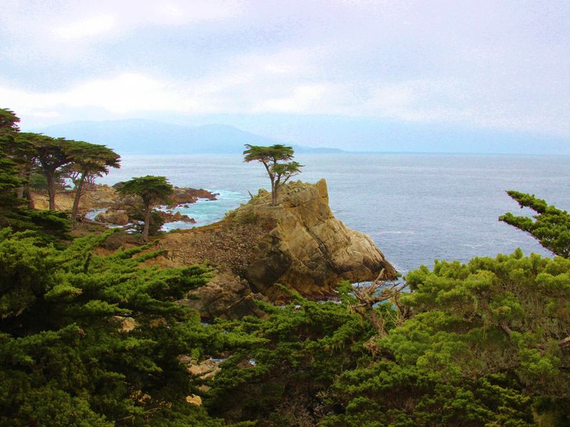 Visiting Monterey California and saw this beautiful Cypress Tree