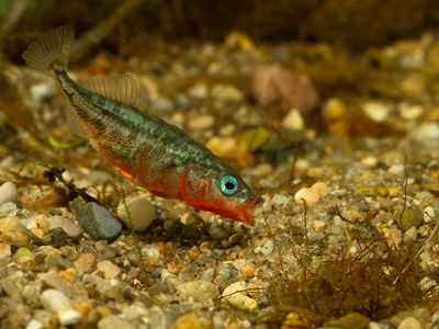 The three-spine stickleback usually forages and builds its nest near the lake bottom. But in Enos Lake, it appears to have merged with a related species that spends its time near the surface.