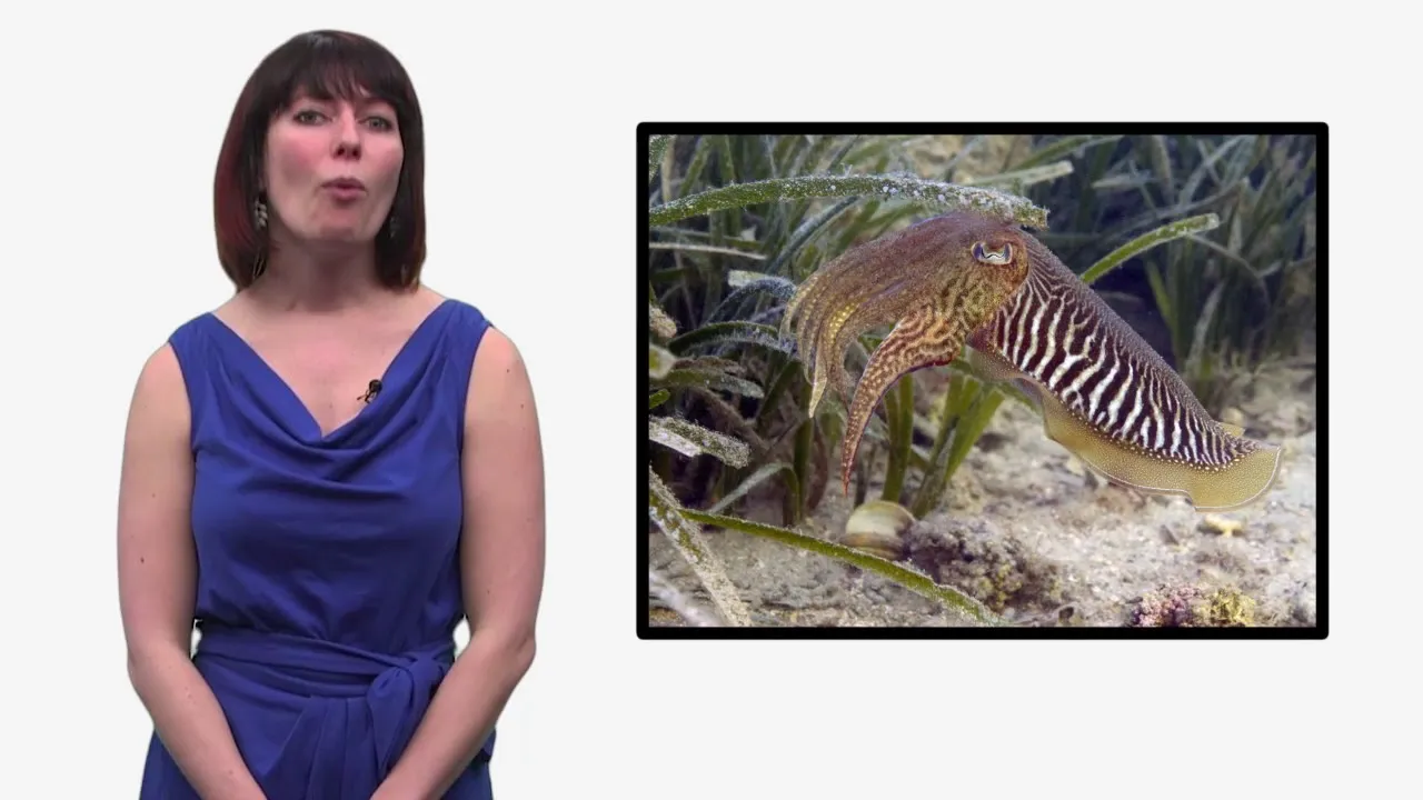 Preview thumbnail for SmartNews: Cracking the Code on Camouflage