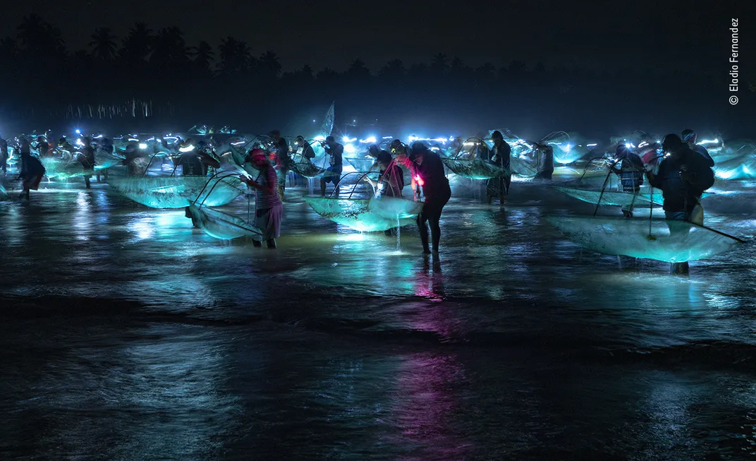 a crowd of people wade in the water at night reaching for glowing eels