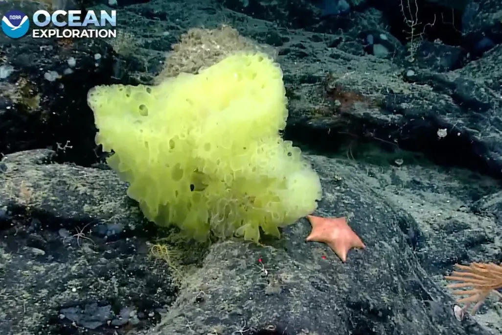 An underwater image of a yellow sea sponge next to a smaller bright pink starfish. Both are resting on large black rocks.