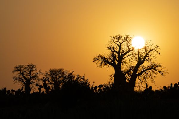 Baobab Sunset thumbnail