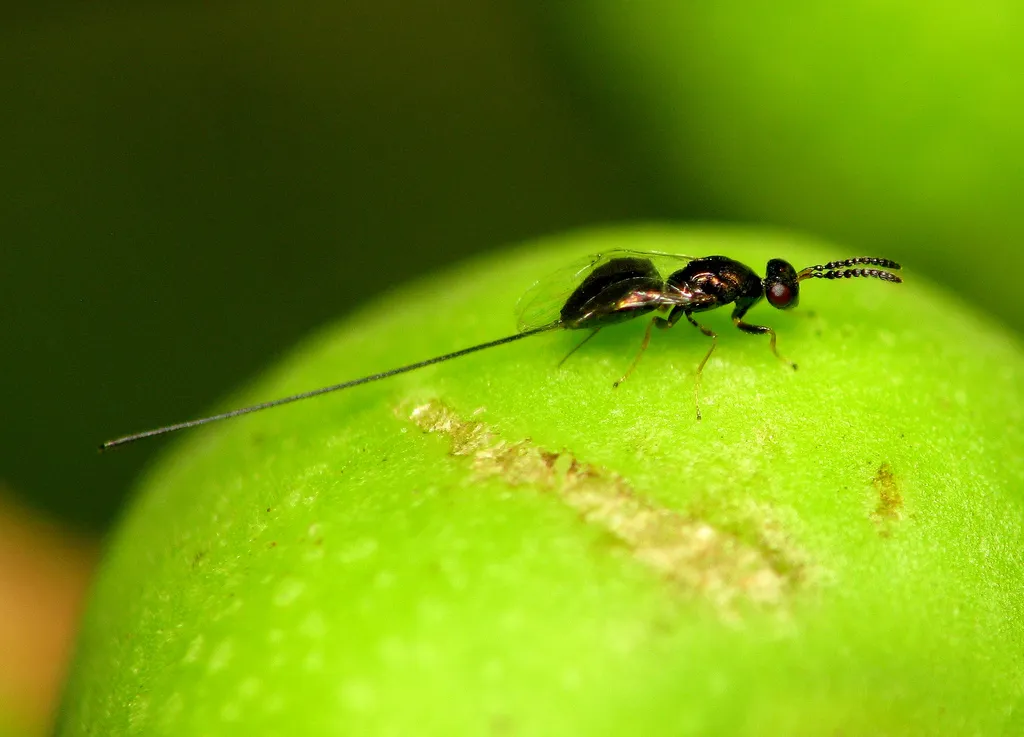fig wasp ovipositor