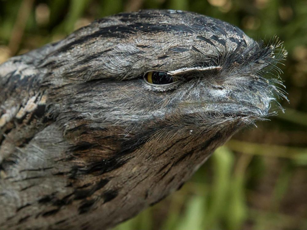 A close up of the frogmouth's head in an angry like expression. 