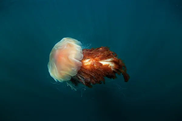 Lion's Mane Jellyfish thumbnail