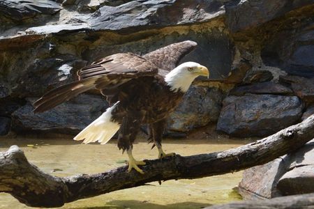 Bald eagles are native to the United States, but caring for them is a unique and rare opportunity. Every bald eagle in human care, including Annie pictured here, is a rescue.