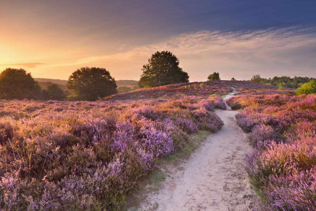 Path through hills with blooming heather in Hoge Veluwe National Park