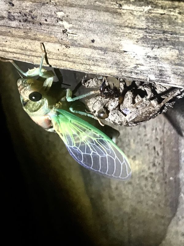 Cicada Sleeping thumbnail