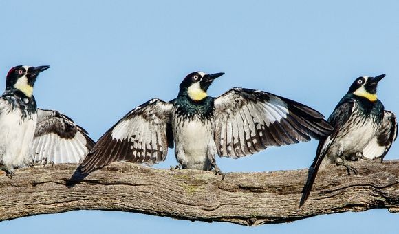 Three black and white acorn woodpeckers perched on a branch with wings spread.