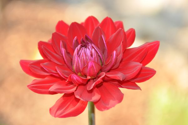 Perfect Red Dahlia Flower thumbnail