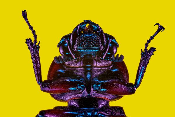 Reshaped by Light — Portrait of a Female Stag Beetle thumbnail