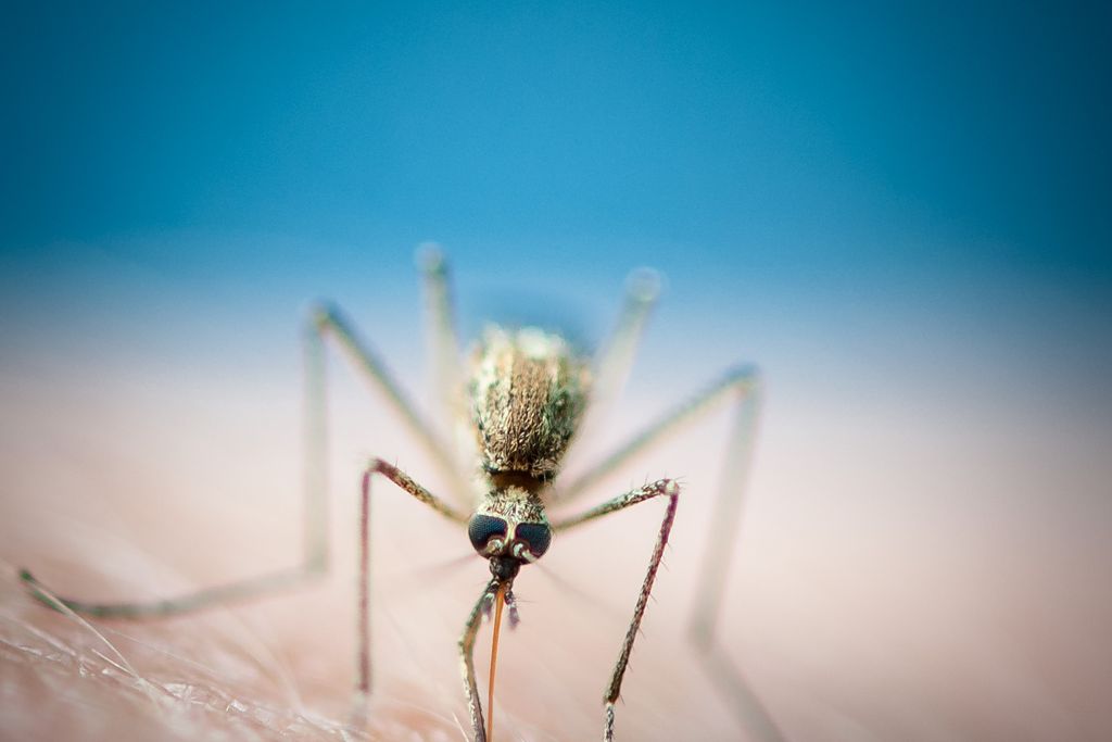 02_14_2014_anopheles.jpg