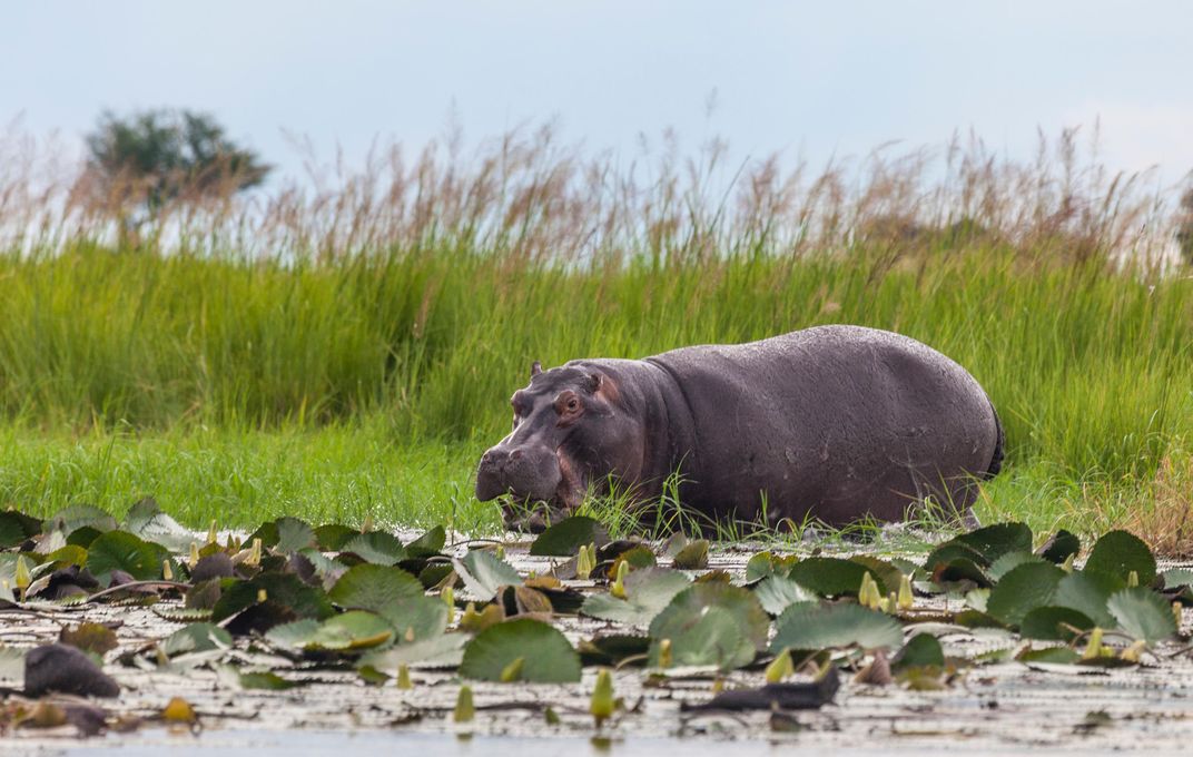 Hippos along the Chobe River