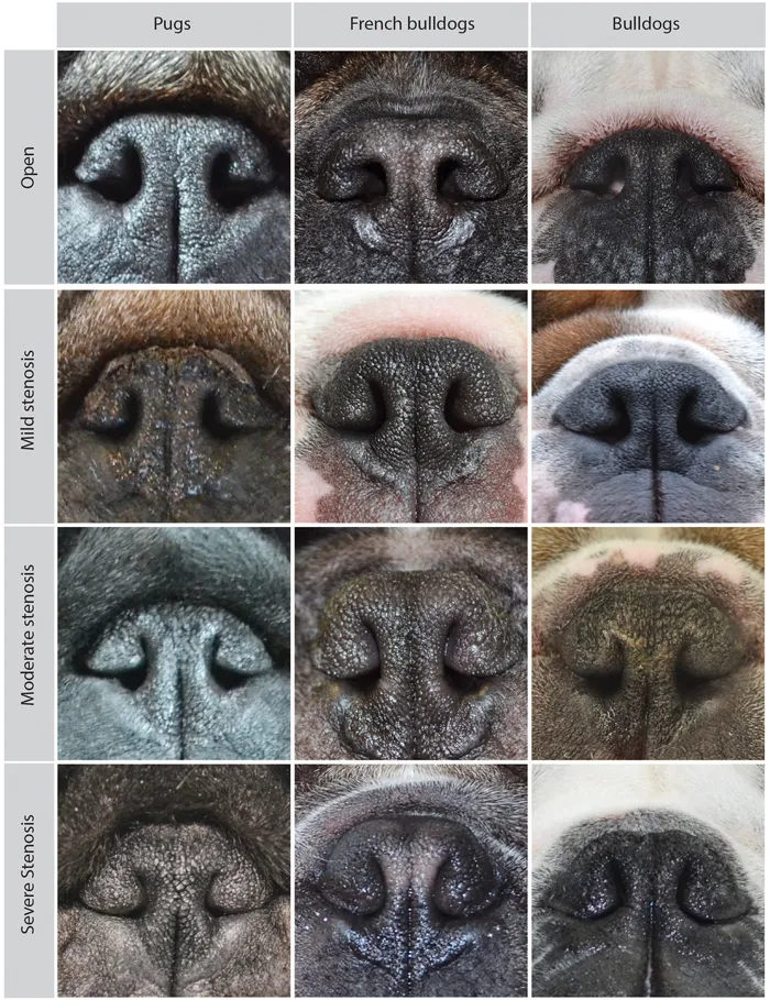 a long flat nose dog