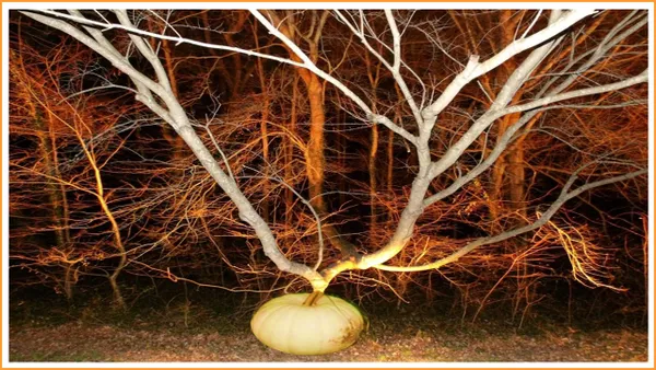 The Pumpkin Tree thumbnail