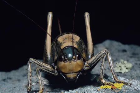 Mormon crickets, present in several states across the U.S., are linked to crop damage and can be a nuisance.