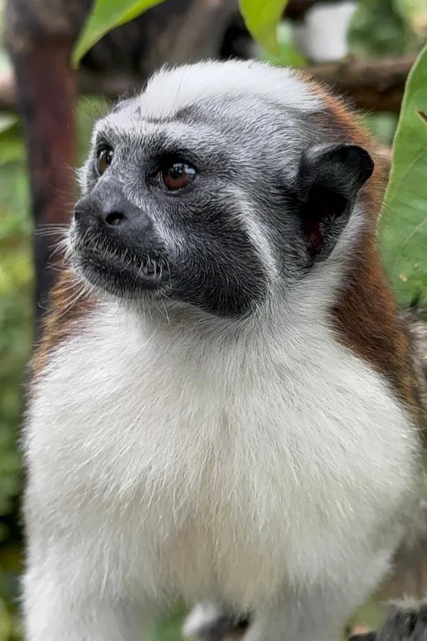 Guardian of Gatun Lake thumbnail
