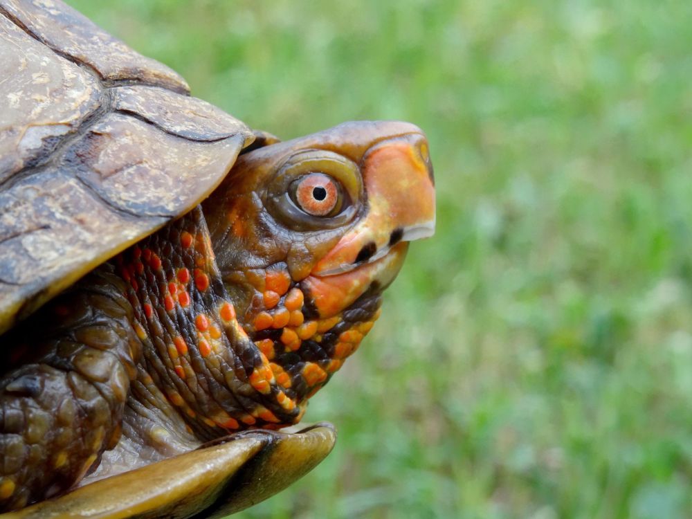 Box Turtle