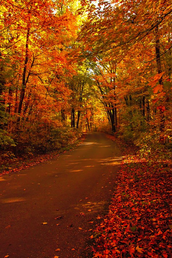 A Road in Autumn thumbnail