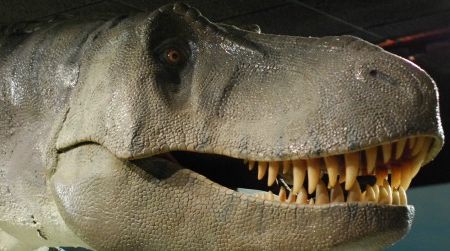The head of Tyrannosaurus at the Las Vegas Natural History Museum.