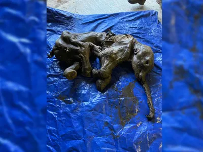 The trunk, ears and tail of this baby woolly mammoth, named&nbsp;Nun cho ga, are almost perfectly preserved.
