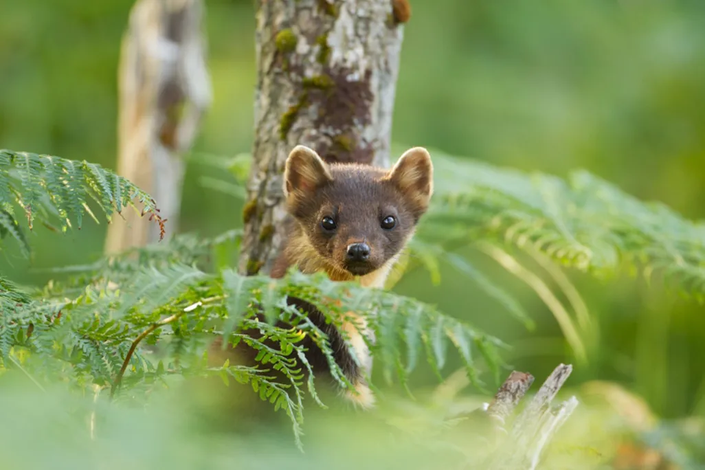 Small brown animal poking its head up behind foliage