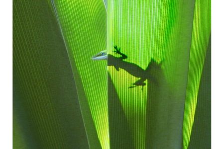GRAND PRIZE WINNER
A green anole lizard in Hawaii
After a daylong drive through Maui, Maize and his wife, Kim, were pulling into a hotel parking space when he discovered the head of a green anole lizard "peeking around the edge of a leaf. I shot about three, four pictures, but [this] one was my favorite."