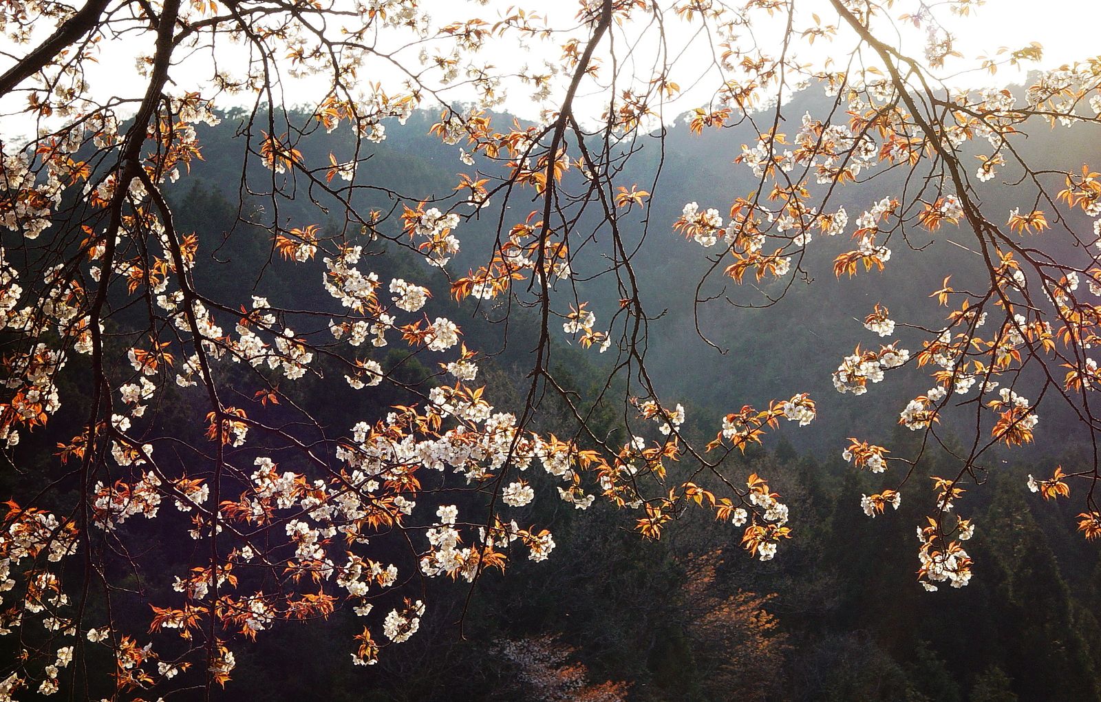 In Japan, a New Steward for 1,200 Years of Cherry Blossom Data Has Been Found, Sustaining a Climate Change Research Project