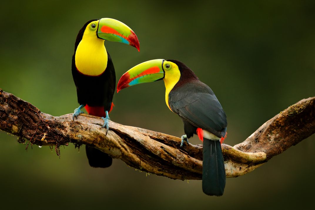 A pair of keel-billed toucans