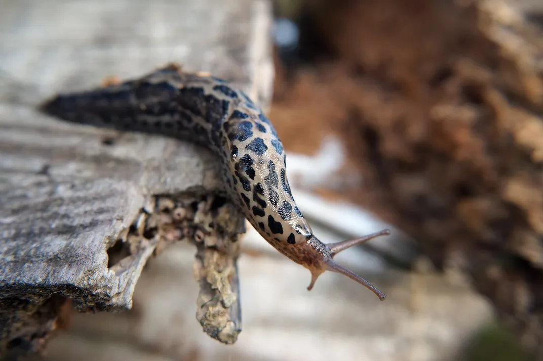A leopard slug with dark spots and antennae on the edge of a log
