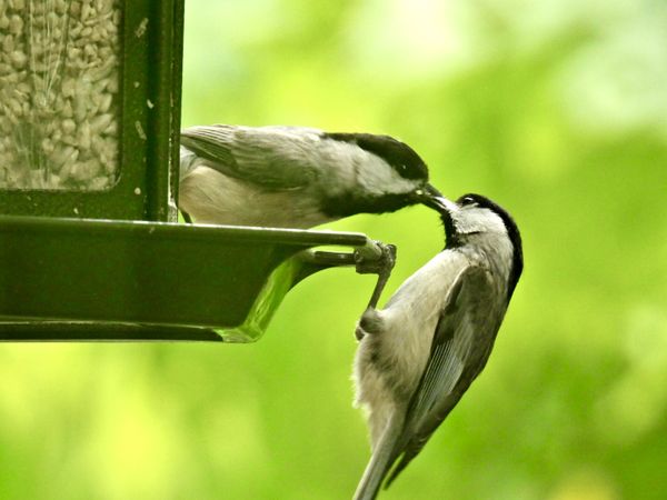 Birds - preparations for Nestling Lunch thumbnail