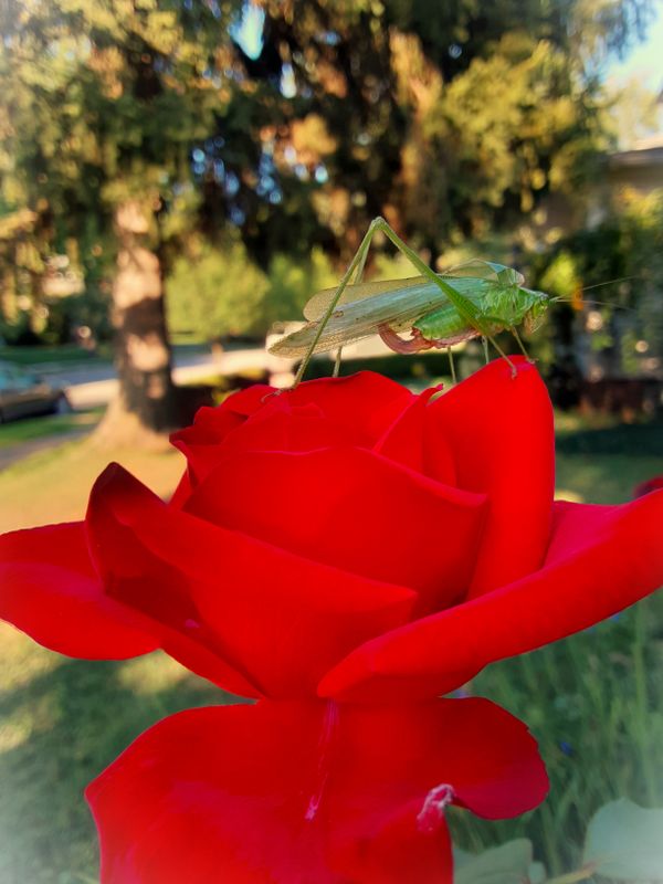 Green grasshopper on a single red rose thumbnail