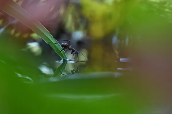 Black Narcissus thumbnail