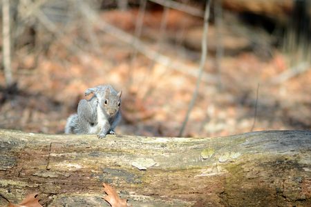 A squirrel scratches in Central Park
