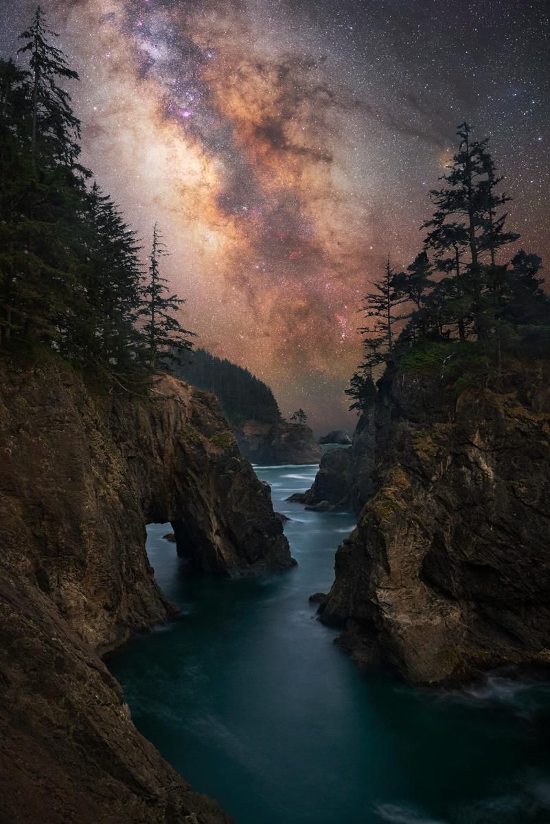 An image of the Milky Way galaxy framed by two trees.