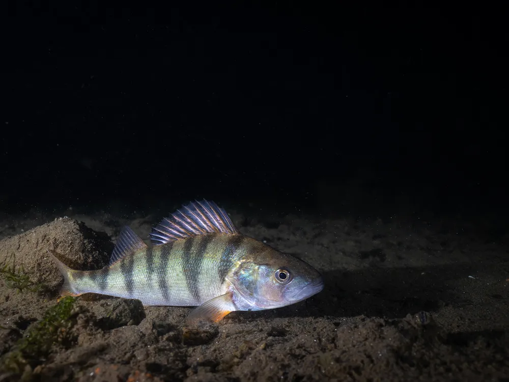 Italian Divers Revive Centuries-Old Tradition to Help Save European Perch