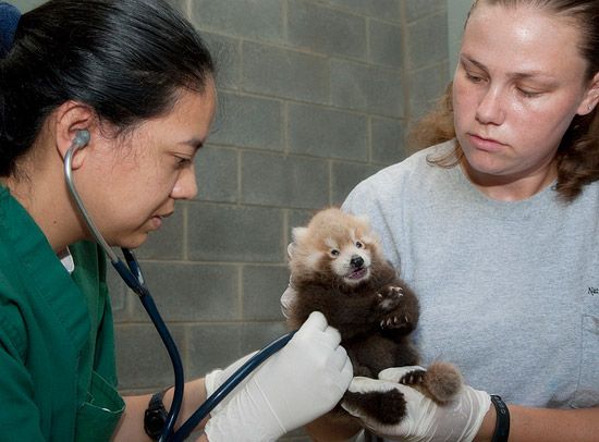 A wider view of the baby cub.