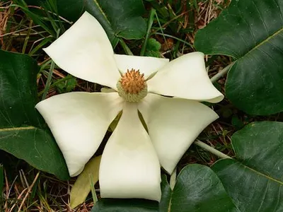 Perhaps Magnolia rzedowskiana should be renamed Magnolia interneta. 