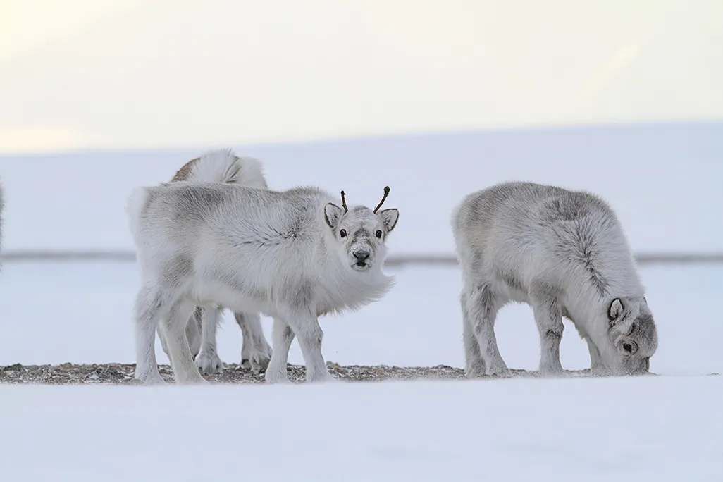 reindeer