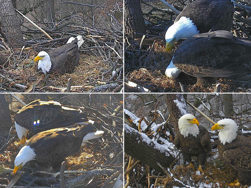 The Country s Most Famous Bald Eagle Pair Just Laid Another Egg