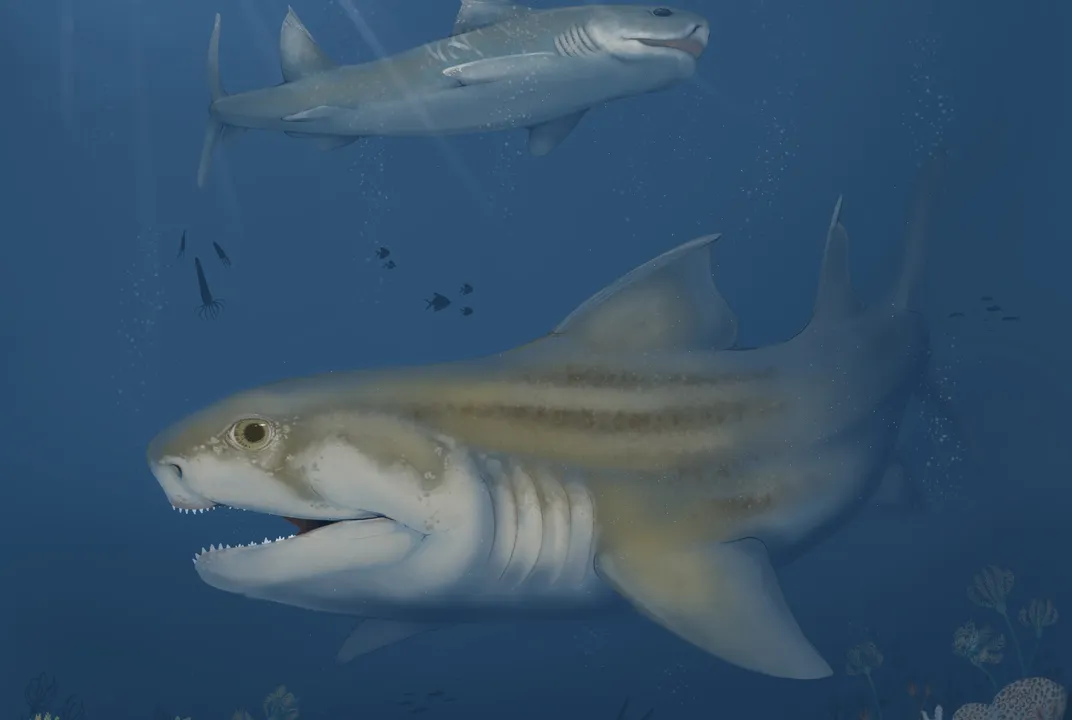 Paleontologists Discover Two New Shark Species From Fossils in