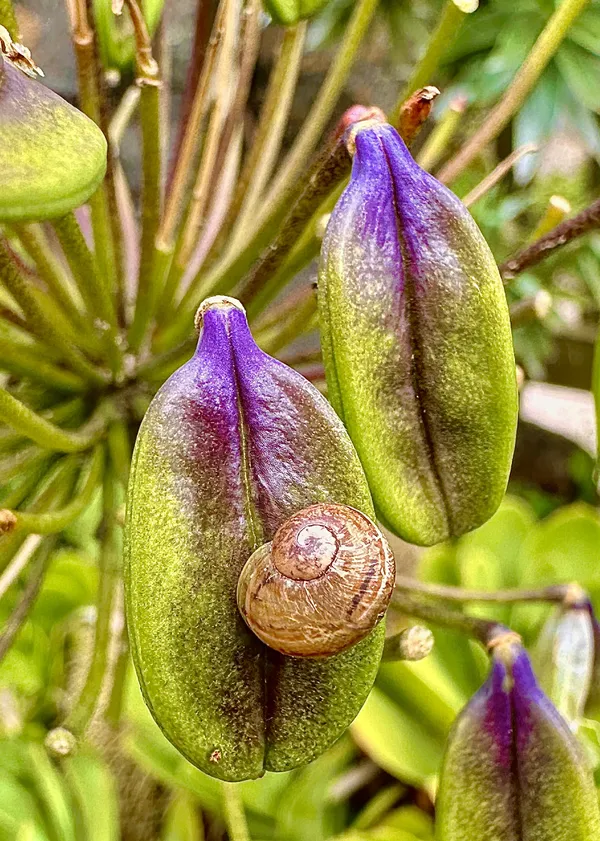 Snail on plant in Minack Theatre Garden thumbnail