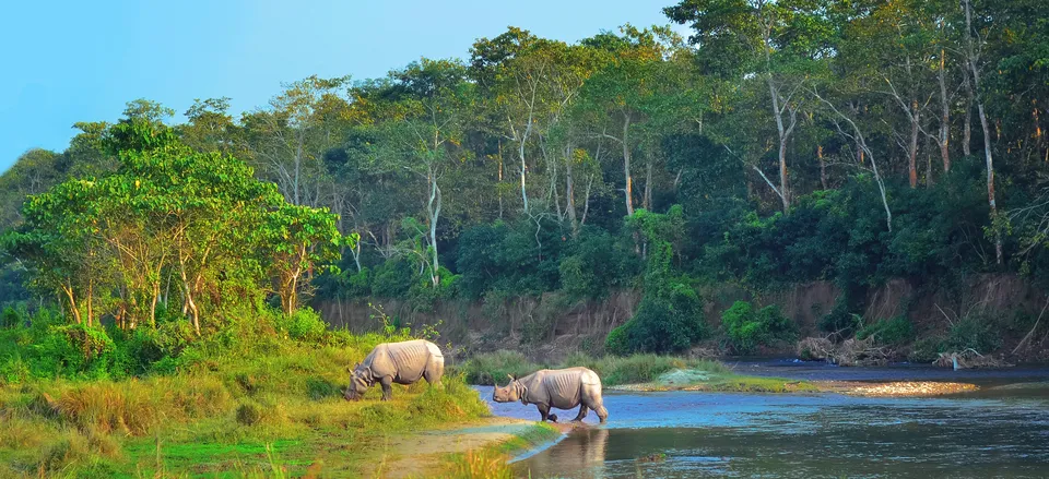  One-horned rhinos in Chitwan National Park, Nepal 
