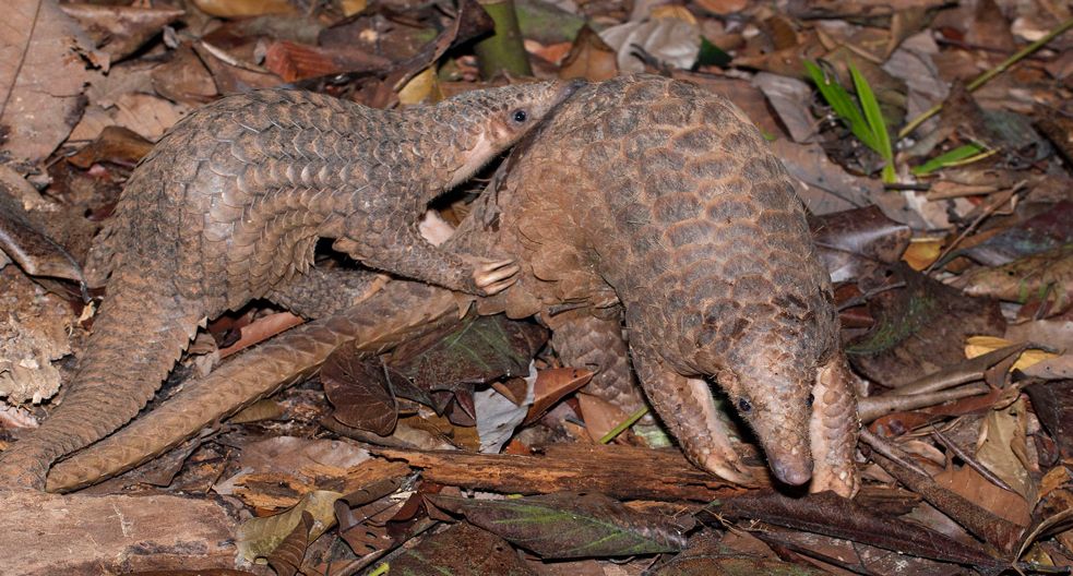 pangolin.jpg