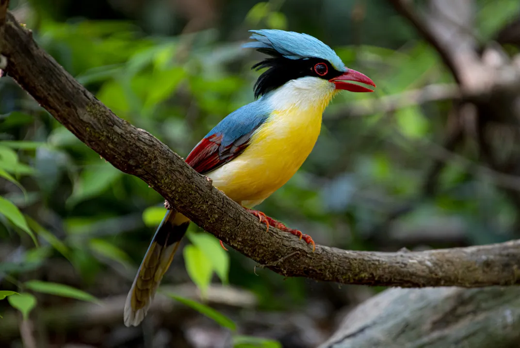 Indonesian green magpie, spotted in Vietnam's Cuc Phuong National Park