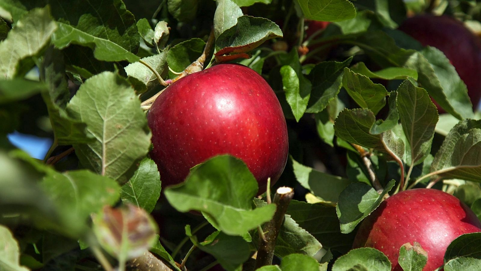 Cosmic Crisp Apples Become Year-Round Variety and Catches Organic Ring with  Stemilt's EZ Band - Perishable News